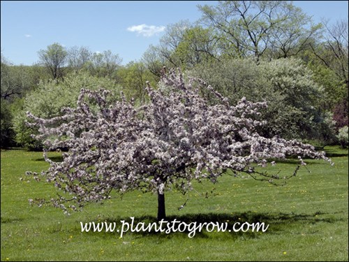 Camelot Ornamental Crabapple (Malus)